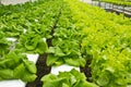 Hydroponic Farm Royalty Free Stock Photo