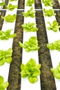 Hydroponic Farm Royalty Free Stock Photo