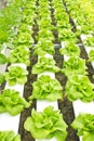 Hydroponic Farm Royalty Free Stock Photo
