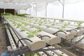 Hydroponic farm Royalty Free Stock Photo