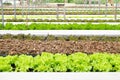 Hydroponic farm in greenhouse at Corofield, Suan Phueng, Ratchaburi, Thailand. Perspective and selective focus.