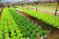 Hydroponic farm