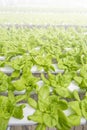 Hydroponic farming, green lettuce plant growing in plastic pipe Royalty Free Stock Photo