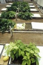 Hydroponic farming at the University of Arizona Environmental Research Laboratory in Tucson, AZ Royalty Free Stock Photo