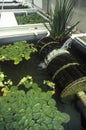 Hydroponic farming at the University of Arizona Environmental Research Laboratory in Tucson, AZ Royalty Free Stock Photo