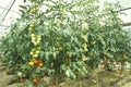 Hydroponic farming at the University of Arizona Environmental Research Laboratory in Tucson, AZ Royalty Free Stock Photo