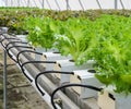 Hydroponic Fillie Iceburg leaf lettuce vegetables plantation in Royalty Free Stock Photo
