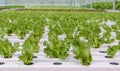 Hydroponic Fillie Iceburg leaf lettuce vegetables plantation Royalty Free Stock Photo