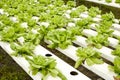 Hydroponic Royalty Free Stock Photo