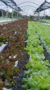 Hydroponic freshness vegetable in a garden, commercial farming Offers a Path Toward a Sustainable