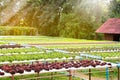 Hydroponic garden