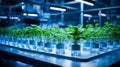 Hydroponic garden with rows of small green plants in glass containers, illuminated by artificial blue light, showcasing