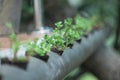 Hydroponic garden system, horizontal planting using tube, tube gardening, floriculture and modern gardening.