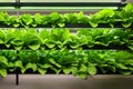 Hydroponic Gardening Farm with Lettuce