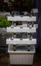 Hydroponic Gardening Set