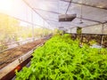 Hydroponic greenhouse Lettuce agriculture farm. rows of young plants growing