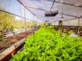 Hydroponic greenhouse Lettuce agriculture farm. rows of young plants growing