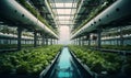 hydroponic greenhouse vegetable cultivation, ai generative Royalty Free Stock Photo