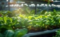 Hydroponic Greens Growing in a Greenhouse. created by generative artificial intelligence Royalty Free Stock Photo