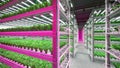 Hydroponic indoor vegetable plant factory in exhibition space warehouse. Interior of the farm hydroponics. Green salad farm in