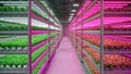 Hydroponic indoor vegetable plant factory in exhibition space warehouse. Interior of the farm hydroponics. Green salad farm in