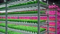 Hydroponic indoor vegetable plant factory in exhibition space warehouse. Interior of the farm hydroponics. Green salad farm in