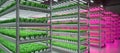 Hydroponic indoor vegetable plant factory in exhibition space warehouse. Interior of the farm hydroponics. Green salad farm in