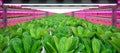 Hydroponic indoor vegetable plant factory in exhibition space warehouse. Interior of the farm hydroponics. Green salad farm in