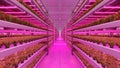 Hydroponic indoor vegetable plant factory in exhibition space warehouse. Interior of the farm hydroponics. Green salad farm.