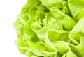 Hydroponic Lettuce