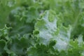 hydroponic lettuce cultivation leaves with water drops