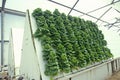 Hydroponic lettuce farming at the University of Arizona Environmental Research Laboratory in Tucson, AZ Royalty Free Stock Photo