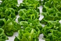 Hydroponic lettuce farming on white styrofoam