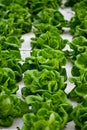 Hydroponic lettuce farming on white styrofoam