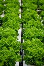 Hydroponic lettuce farming on white styrofoam