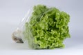 Hydroponic lettuce lollo bionda Royalty Free Stock Photo