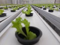 Hydroponic lettuce plant (scientific name is Lactuca sativa var angustana)