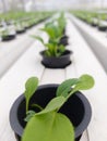 Hydroponic lettuce plant (scientific name is Lactuca sativa var angustana)