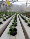 Hydroponic lettuce plant (scientific name is Lactuca sativa var angustana)