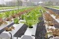 hydroponic lettuce vegetable growing in agriculture farm