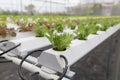 hydroponic lettuce vegetable growing in agriculture farm