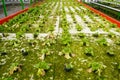 Rows of hydroponic lettuce that are damaged and affected by pests Royalty Free Stock Photo