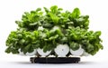 Hydroponic Mastery on White Background