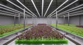 Hydroponic microgreens thrive in a modern indoor farm Royalty Free Stock Photo