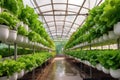 hydroponic nutrient tanks and pipes for efficient farming