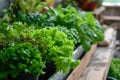 Hydroponic Oasis in Urban Spaces.