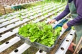 Hydroponic planting in the hydroponic vegetables system on hydroponic farms green cos lettuce growing in the garden, gardener