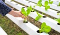 Hydroponic planting in the hydroponic vegetables system on hydroponic farms green cos growing in the garden, hydroponic plants on