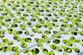 hydroponic planting in the hydroponic vegetables system on hydroponic farms green cos lettuce growing in the garden, gardener