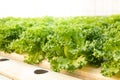 Hydroponic Salad Non-toxic in cultivated greenhouses.